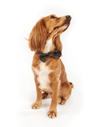 Barbour Tartan Dog Bow Tie